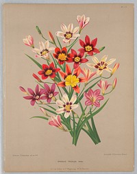 Sparaxis Tricolor Varr., Plate 77 from A. C. Van Eeden's "Flora of Haarlem"