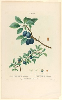 Prunus spinosa; Prunier de St. Julien, Mlle Duclos