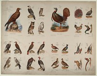 Birds of Prey/Scratching Birds or Gallinaceous Birds, Smithsonian National Museum of African Art
