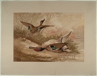 Green Winged Teal, Smithsonian National Museum of African Art