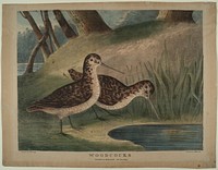 Woodcocks, Smithsonian National Museum of African Art