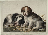 Spaniel Puppies, Smithsonian National Museum of African Art