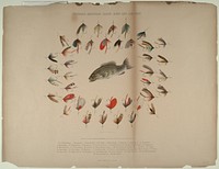 Standard American Black Bass and Lake Flies, Smithsonian National Museum of African Art