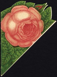 "Rose of Washington" cover insert