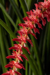 Dendrochilum wenzelii