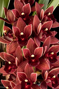 Cymbidium Dorothy Stockstil 'Forgotten Fruits'