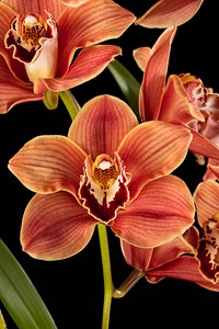 Cymbidium Claude Pepper 'Musketeer'