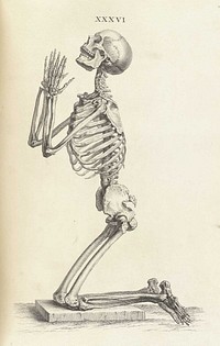 Human skeleton kneeling in prayer (1733) by William Cheselden.