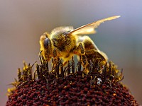 Bee collecting pollen at the Del Mar fairgrounds