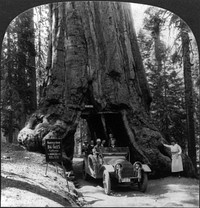 The Wawona tree, Mariposa Grove, Yosemite Valley, Cal. Half of a stereograph.