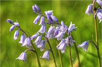 Bluebells pastel wildflower, spring blooming.