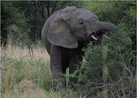 African elephant, mammal wild animal.