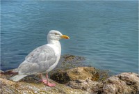 Seagull bird, nature flying poultry.