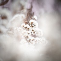 Thistles blooming white aesthetic flower.