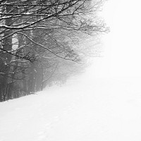 Winter snow season forest trees.