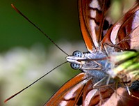 Butterfly nature insect, close-Up.