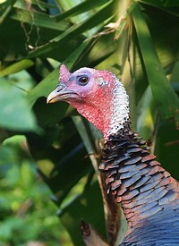 Pheasant portrait, wildlife poultry bird.