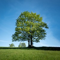 Hilltop grass field, tall tree.