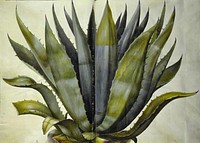 Agave americana (common agave) by Maria Sibylla Merian