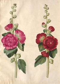 Alcea rosea (garden hollyhock) by Maria Sibylla Merian