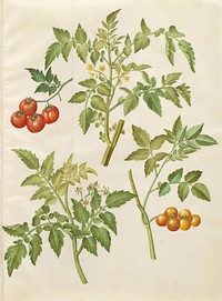 Solanum lycopersicum (common tomato) by Maria Sibylla Merian