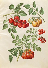 Solanum lycopersicum L. (common tomato) by Maria Sibylla Merian