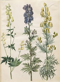 Aconitum lycoctonum (Nordic storm hat);Aconitum napellus (true storm hat);Aconitum anthora (fine-leaved storm hat) by Maria Sibylla Merian