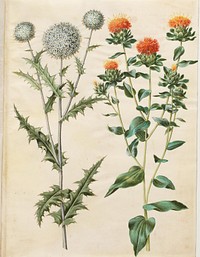 Echinops sphaerocephalus (common thistle ball);Carthamus tinctorius (yellow safflower thistle) by Maria Sibylla Merian