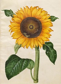 Helianthus annuus (common sunflower) by Maria Sibylla Merian