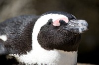 A close-up, angled view of an African penguin's face as they lie on their tummy, highlights its' gorgeous black and white coloring with just a little pink around the eye.