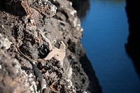 Two reptiles on this Ecuadorian rock are so well camouflaged you'll miss them if you don't take a second look.