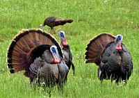 Flock of turkey.