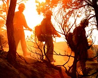 BLM Veterans Crew at MY Complex. BLM's Billings Veterans Crew walked through the ponderosa pines on the MY Complex in Montana. Original public domain image from Flickr