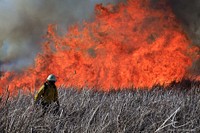 Market Lake Prescribed FireThe Idaho Fish and Game has partnered with BLM Idaho to conduct a series of controlled burns designed to remove dead vegetation and improve wetland productivity. A series of prescribed burns are planned to occur on Market Lake Wildlife Management Area. Many of the marshes on Market Lake contain an excess of tall emergent vegetation. To combat this old and decadent vegetation, nearly 160 acres of random strips have been aerially sprayed over the past three years to kill cattails across the Main, Triangle, and East Springs Marshes. Burning off the remaining dead material will reveal a younger age class of vegetation and provide an abundance of quality foraging resources for waterfowl. Without disturbance wetlands will continue to close in with cattails and other dominant vegetation which limits their productivity and accessibility to waterfowl. Burning of the marshes will help to maintain the preferred 50:50 split of cattail/bulrush to open water and set the marshes back to early successional stages that are more productive. These early stages of marsh development create more openings for waterfowl to land and provide access to wetland plants, submerged aquatic vegetation and aquatic insects important to developing ducklings. Waterfowl hunters will also benefit from improved access into areas that were previously inaccessible prior to the burn. Photo by Austin Catlin, BLM