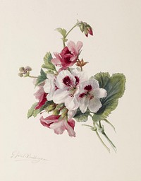 Flower Study (ca. 1875) by Gerardina Jacoba van de Sande Bakhuyzen