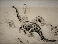 Life restoration of Amphicoelias altus, original caption below.THE AMPHIBIOUS DINOSAUR.Amphicælius altus (Cope) was one of the tallest lizards, the type skeletons being from sixty to eighty feet in height. It could wade and lift its head above the surface to browse on overhanging branches, or lower it to the bottom for vegetation. It could not swim or walk on land, because of its many tons' weight. It was alone omnivorous, eating everything it could reach or seize. Strange Creatures of the Past