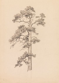 Study of a pine tree, 1880 - 1937