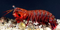 A photograph of A female Odontodactylus Scyllarus mantis shrimp. Mantis shrimp or stomatopods are an ancient group of marine predators that are only distantly related to other more familiar crustaceans, such as crabs, shrimp and lobsters. While most occur in shallow tropical marine waters, a few species are found in more temperate seas. Although they are called mantis shrimp, they are neither shrimp nor mantid (a species of insect), but received their name due to their resemblance to both praying mantis and shrimp. Mantis shrimp appear in a variety of colors, from shades of browns to bright neon colors.