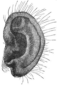 Ear of chimpanzee