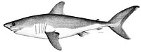 Lamna cornubica = Porbeagle (Lamna nasus) (1880)