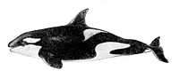 Orcinus orca (1893)