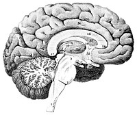 Mesial view of the human brain