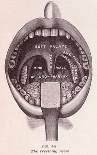 This copyright free image is from the ublic domain book, The Practical Guide to Health by Frederick M. Rossiter, copyright 1910, Pacific Press Publishing Association, Mountain View, Cal.This is Fig. 44 by Sue Clark.