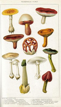 New International Encyclopedia - illustration "Poisonous fungi"Mushrooms depicted:Amanita muscaria (Fly amanita)Boletus satanas (Devil's bolete)Russula emetica (Emetic russula)Lactarius rufus (Rufous milkcap)Clathrus ruber (Latticed clathrus)Chalciporus piperatus (Peppery bolete)Amanita phalloides (Death cap amanita)Amanita verna (Destroying angel amanita)Stropharia aeruginosa (Verdigris roundhat)Phallus impudicus (Common stinkhorn)Hygrocybe conica (Witch's hat waxcap)