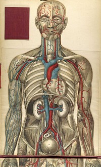 Title: Le corps humain et grandeur naturelle : planches coloriées et superposées, avec texte explicatif.Author(s)/Name(s): Bouglé, Julien. Publisher: Paris : J. B. Baillière et fils, 1899. Description: 1 plate : col. ill. Language: fre Electronic Links: https://www.nlm.nih.gov/exhibition/historicalanatomies/bougle_home.html MeSH Subjects: Anatomy Atlases Notes: "Texte explicatif": 15 p. inserted in pocket. Portions also available online.NLM Unique ID: 0227562