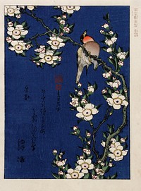 Katsushika Hokusai (1760-1849), Robin on a branch of cherry blossom. Collection of Japanese prints of Centre Céramique, Maastricht, the Netherlands