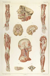 Anatomic plate from Laskowski's "Anatomie normale du corps humain" (1894), illustrations by Sigismond Balicki