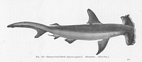 Hammer-head Shark, Sphyrna zygaena L. HindustanSubject: Hammerhead sharksTag: Fish