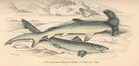 Hammer-Headed Shark (1); Common Tope (2)Subject: Sharks, Galeorhinus galeusTag: Fish