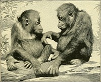 Identifier: apesmonkeystheir00garn (find matches)Title: Apes and monkeys; their life and languageYear: 1900 (1900s)Authors: Garner, Richard Lynch, 1848-1920Subjects: Monkeys Speech Sound production by animalsPublisher: Boston and London, Ginn & companyContributing Library: Smithsonian LibrariesDigitizing Sponsor: Biodiversity Heritage LibraryView Book Page: Book ViewerAbout This Book: Catalog EntryView All Images: All Images From BookClick here to view book online to see this illustration in context in a browseable online version of this book.Text Appearing Before Image:as to whetherthere are two species or only one. The general plan of the skeleton of the orang is verymuch the same as that of the other apes. The chief pointsof difference are that it has one bone more in the wristand one joint less in the spinal column than is found inman. He has thirteen pairs of ribs, which appear to bemore constant in their number than in man. His armsare longer, and his legs shorter, in proportion to his bodythan the other two apes. The type of the skull is pecu-liar and combines to a certain extent more human-likeform in one part with a more beast-like form in another.The usual height of an adult male is about fifty-one inches. I have never had an opportunity of studying this ape ina wild state and have had access to only a few of them THE ORANG 275 in captivity. All of these were young, and most of themwere inferior specimens. He is the most stupid andobtuse of the four great apes. Except for his skeletonalone, he would be assigned a place below the gibbon, forText Appearing After Image:Young Orangs(From a Photograph.) in point of speech and mental caliber he is far inferior.Perhaps the best authorities upon the habits of this apein a wild state are Messrs. W. T. Hornaday and Alfred R.Wallace. The smallest and last in order of the anthropoid apes isthe gibbon. He is much smaller in size, greater in variety, 276 APES AND MONKEYS and more active than any other of the group. His habitatis in the southeast of Asia ; its outline is vaguely defined,but it includes the Malay Peninsula and many of thecontiguous islands east and south of it. In model and texture the skeleton of the gibbon js themost delicate and graceful of all the apes, and in thisrespect is superior to that of man. He is the only one ofthe four apes that can walk in an erect position. In doingthis the gibbon is awkward and often uses his arms tobalance himself. Sometimes he touches his hands to theground. At other times he raises them above his head orextends them on either side. The length of them is suchtNote About ImagesPlease note that these images are extracted from scanned page images that may have been digitally enhanced for readability - coloration and appearance of these illustrations may not perfectly resemble the original work.